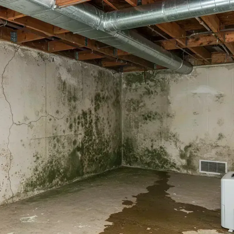 Professional Mold Removal in Browns Point, WA